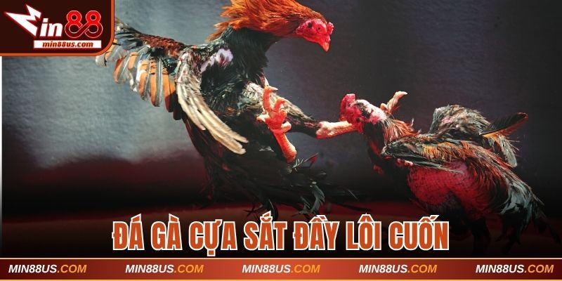 Đá gà GA28 cựa sắt đầy lôi cuốn